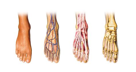 Foot Anatomy And Physiology