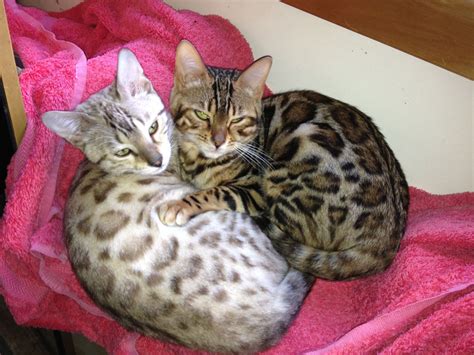 Bengal Cats Nz Bengal Kittens For Sale Auckland Bengal Cat Breeders