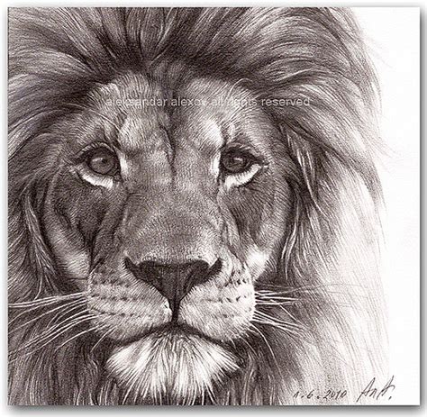 Any pencil, any eraser, some paper, motivation, time accounts: Lion Face Pencil Drawing at GetDrawings | Free download