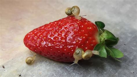 Even though cats can eat strawberries, are they really good for cats? Baby snail eating Strawberry and Cucumber - YouTube