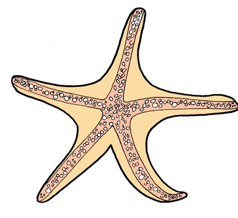 How To Draw A Starfish Best Drawing Tutorial Bujo Babe