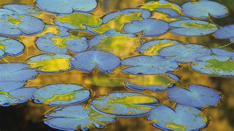 Water Lily Leaves Bing Wallpaper Download