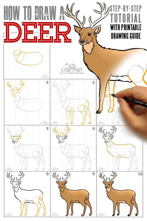 Drawing A Deer In 10 Steps Easy Tutorial Deer Drawing Easy Deer