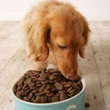 Are you a raw food beginner and need a feeding guide? How Much and How Often Should I Feed My Dog