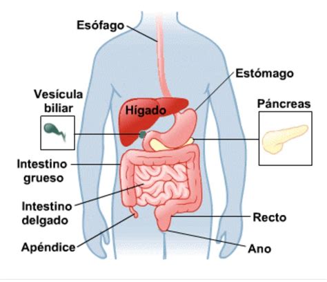 Sistema Digestivo Humano Anatomía Del Cuerpo Humano Sexiz Pix