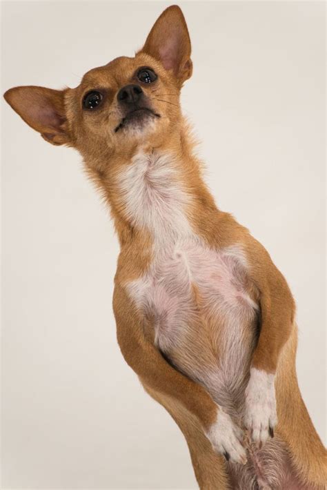 Chihuahua Dog Breed Talent Hounds