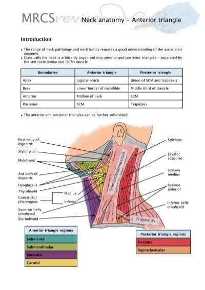 Posterior Triangle Of Neck Borders Malayhisab