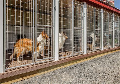 How To Start Dog Kennel For Breeding 2022 Ultimate Guide