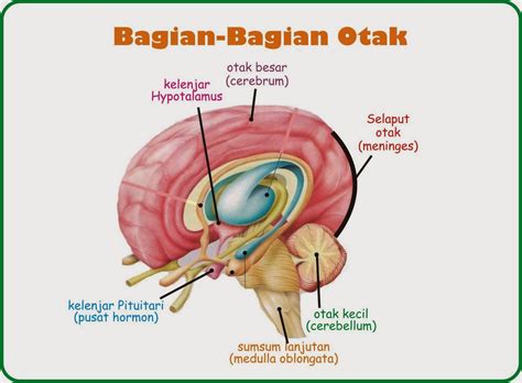 Cara Kerja Otak Kiri Dan Otak Kanan Menjelajahi Potensi Otak Anda