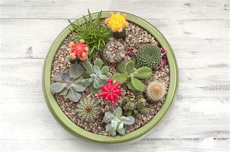 Making A Succulent Plant Container Garden