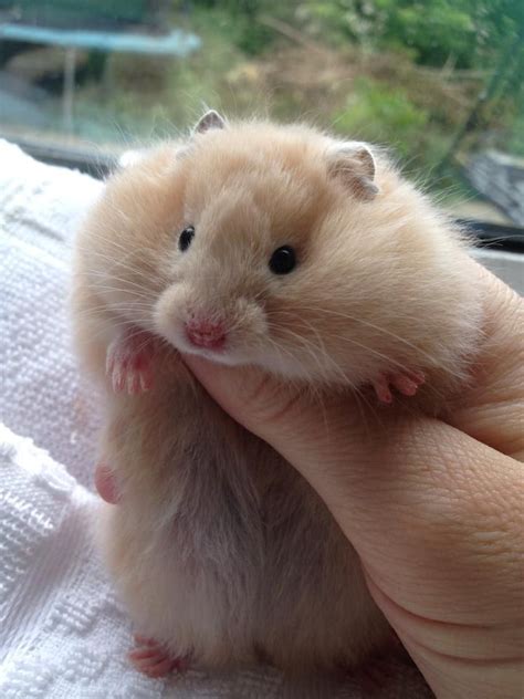 Squeee Cute Pedigree Hamster A Syrian Long Haired Cream Ideal Pets