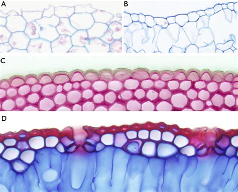 Plant Tissues Protection Epidermis Atlas Of Plant And Animal Tissues