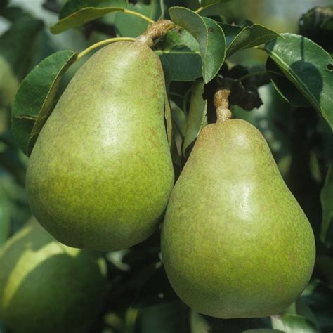 Pear Doyenne Du Comice Tree Garden Tree Free Uk Delivery