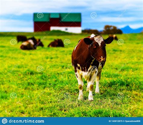 Horizontal Vivid Norwegian Cow On The Field Background Backdrop Stock