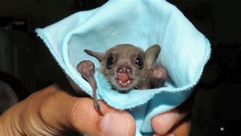 Bats Cannot Directly Infect Humans With Covid 19 Scientists Latest