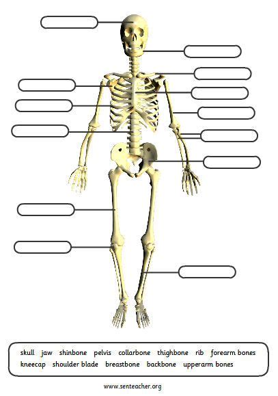 Label The Skeleton Worksheet