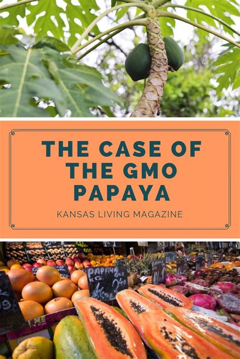 The Case Of The Gmo Papaya Genetically Modified Food Papaya Food Facts