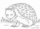 Hedgehog Coloring European Cute Printable Animals Template Categories sketch template