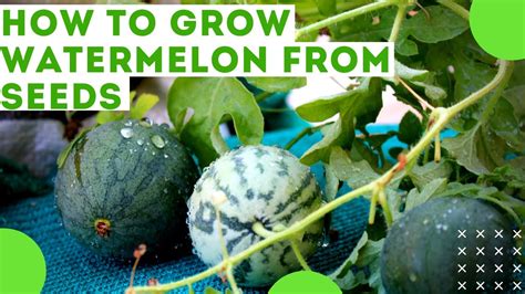 How To Grow Watermelon From Seeds At Home In A Container Watermelon