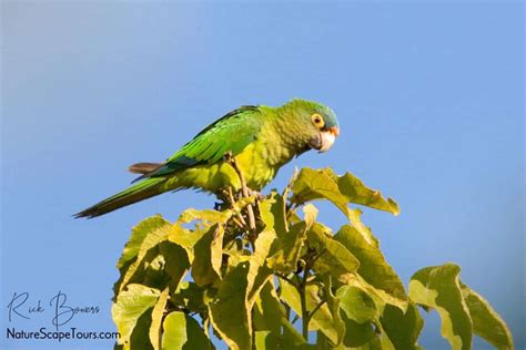 Orange Fronted Parakeet Focusing On Wildlife