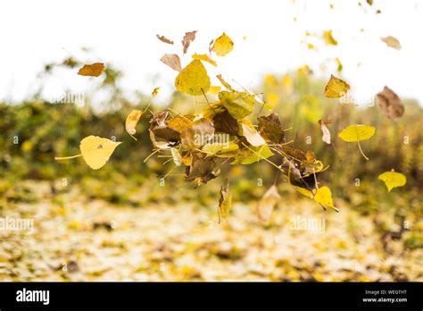 Autumn Leaves Falling Hi Res Stock Photography And Images Alamy