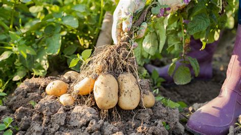 ¿cómo Plantar Patatas