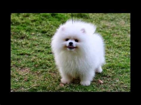 top  cutest dog breeds youtube