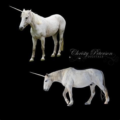8 Unicorn Png Digital Overlays By Fairyphotography On Etsy