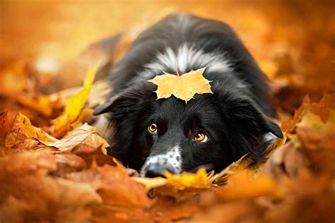 Puppy Sweet Cute Dogs Autumn Dog Autumn Splendor Leaves Fall