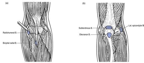 Anatomy Of The Elbow Musculoskeletal Key