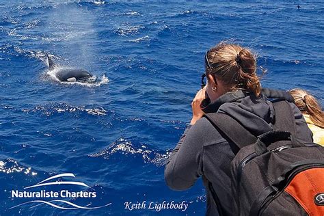Orca Sex Naturaliste Charters