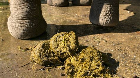 Dont Pooh Pooh It Making Paper From Elephant Dung Bbc News