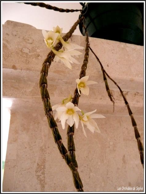 Dendrobium Chameleon Les Orchidées De