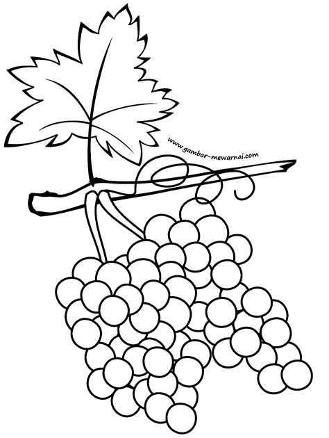 buah anggur contoh gambar mewarnai