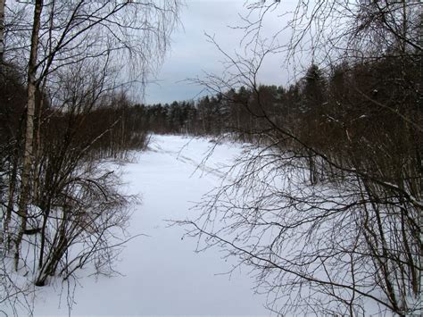 Free Images Landscape Tree Nature Forest Branch Snow Winter