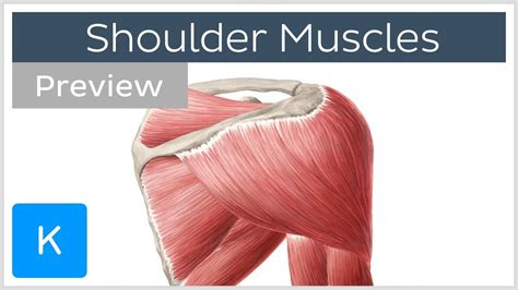 Each muscle (mainly skeletal) has an outer covering called the perimysium. Muscles of the shoulder: origins, insertions and functions ...