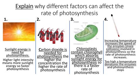 Gcse Biology Rate Of Photosynthesis Youtube