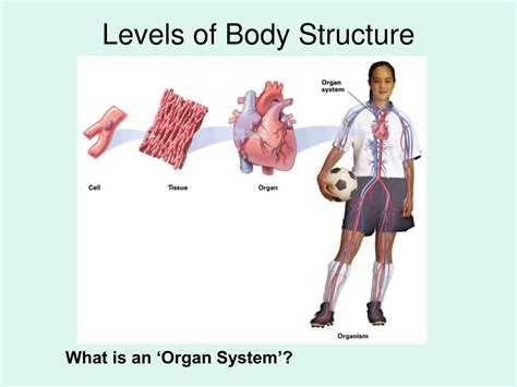 Ppt Anatomy The Study Of The Structure Of An Organism Andor Its