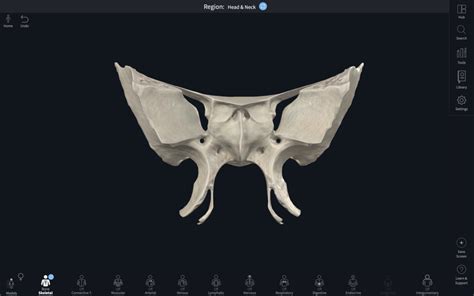 Sphenoid Bone Anterior View Diagram Quizlet Hot Sex Picture