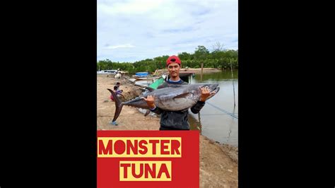 Check spelling or type a new query. Keganasan monster dogtooth tuna - YouTube