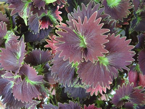 Coleus Another Variety Deep Purple Shade Plants Bloom Plants