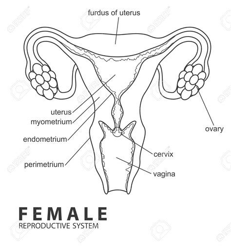 Female Reproductive System Drawing Image Reproductive Organs Meiosis Anatomi Colourbox Drawn