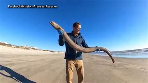 Endangered Species Found Researcher Comes Across 4 Foot Long Female