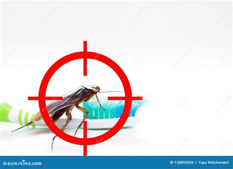 Drawing Gun Target To Kill Cockroach Conkroach On Toothbrush Stock Illustration Illustration