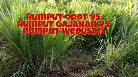Check spelling or type a new query. Perbedaan rumput odot vs rumput gajahan vs rumput wedusan ...