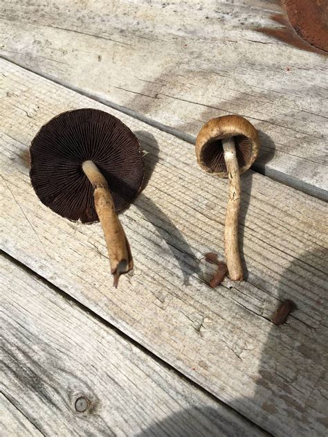 Id Help Ohio West Virginia Mushroom Hunting And Identification
