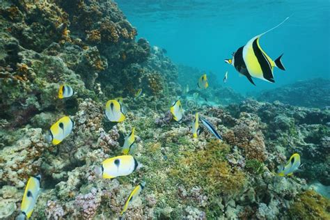Reef With Tropical Fish Raiatea French Polynesia Stock Image Image Of