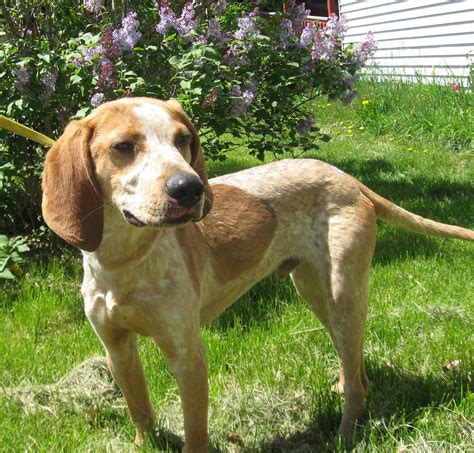 American English Coonhound Redtick Coonhound English Coonhound Red