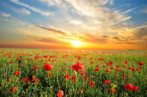 Hd Wallpaper Red Poppy Flower Field Landscape Sunset