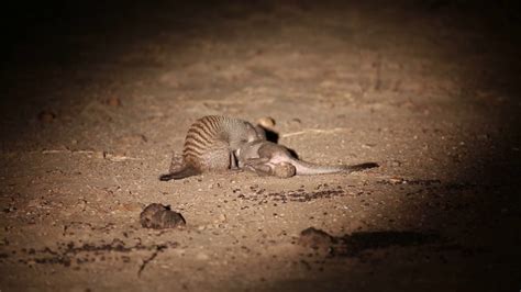 Two Mongooses Fighting In South Luangwa Zambia Youtube